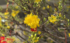 Khách quốc tế đến Việt Nam dịp tết tăng 60%