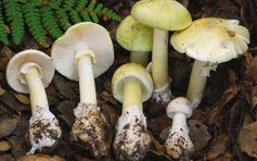 'Nấm tử thần' gây họa ở California