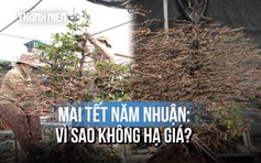 Chủ vườn trồng mai tại TP.HCM hối hả cho thị trường tết, quyết không giảm giá vì...