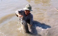 Vuông tôm Cà Mau có 'cá lạ': Nông dân 'vô mánh' cận tết, thu tiền triệu