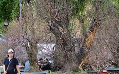 Hoa đào tết giá trăm triệu ở TP.HCM: Ghép từ gốc đào rừng to bằng một người ôm