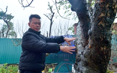 Cận cảnh 'cụ đào' 100 tuổi giá hơn 100 triệu, chủ vườn 'nói không' với mặc cả