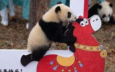 30 gấu trúc con Trung Quốc ra mắt công chúng dịp tết Nguyên đán