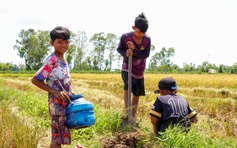 Mùa vàng ST25 và những buổi bắt chuột đồng rộn ràng của trẻ em miền Tây