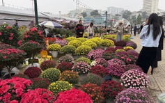 Chủ vườn hoa cây cảnh Hạ Long méo mặt vì ế ẩm