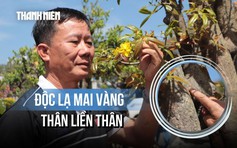 Độc lạ mai vàng thân liền thân, hoa 9 cánh của nghệ nhân Đắk Lắk giá 'khủng'