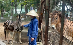 Chuyện ít biết về những chú ngựa biết 'nũng nịu' ở vườn thú Hà Nội
