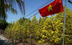 Những cây mai 'may mắn' ở Làng mai vàng Phước Định