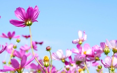 Đảo hoa sao nhái ở Cà Mau thu hút khách ngày Tết Bính Ngọ