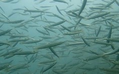 3 cụm đảo bảo tồn biển của Cà Mau: Khi ngư dân trở thành 'vệ tinh giữ biển'