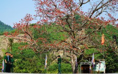 Hoa gạo đỏ rực giữa đại ngàn Trường Sơn ở ngã ba Bến Giằng