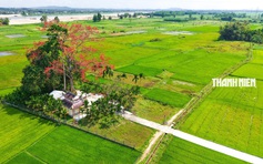 Cây hoa gạo hơn 100 năm tuổi đỏ rực giữa đồng xanh ven sông Trà Khúc