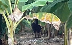 Quảng Trị: Trâu 'điên' tấn công 2 người nhập viện