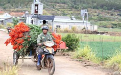 Lâm Đồng: Hoa lay ơn nở muộn, nông dân trắng tay