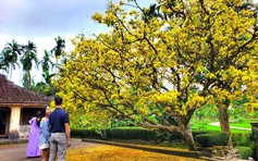 Rực rỡ cây mai trăm năm tuổi giữa làng cổ Lộc Yên