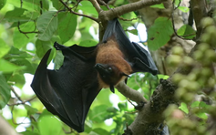 Báo động virus mới từ dơi đang tiến hóa có thể nguy hiểm như Nipah ở Bangladesh