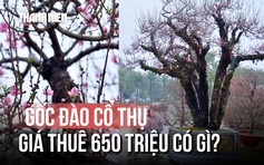 Chủ nhân gốc đào cổ thụ quyết không bán, chỉ cho thuê giá 650 triệu: Vì sao?