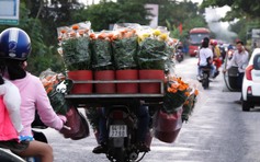 Phải có 'giấy thông hành' mới được chở hoa kiểng tết đi bán là bịa đặt