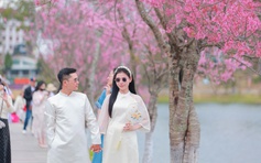 Bất ngờ mai anh đào nhuộm hồng Đà Lạt, du khách hào hứng check-in 