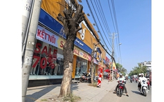 Nhiều cây xanh chết khô trên đường