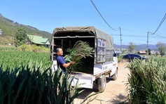 Hoa lay ơn Đà Lạt hút hàng dịp Tết Bính Ngọ, giá tăng mạnh