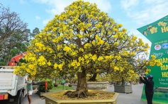 Chiêm ngưỡng những 'siêu' hoàng mai tiền tỉ ở Huế trước Phu Văn Lâu