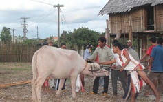 Vật thiêng của làng: Thần ngà voi của người Rơ Mâm