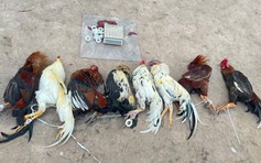 TP.HCM: Hàng trăm cảnh sát vây ráp, bắt giữ hơn 80 người đá gà, đánh bài