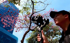 Hoa kèn hồng nở rộ giữa trung tâm TP.HCM, nhuộm hồng đường Hàm Nghi