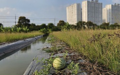 Ruộng dưa hấu ở Bình Chánh hư hại, nông dân lo mất hơn 60 triệu tiền vốn