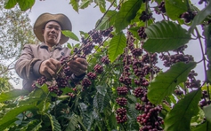 Giá cà phê rơi xuống mức thấp nhất 3 tháng qua, vì sao?
