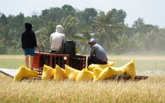Tăng cường thu mua tạm trữ lúa gạo cho nông dân