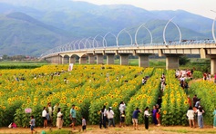 Cánh đồng hoa hướng dương rực vàng bên sông Vu Gia hút khách check-in