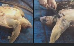 Clip rùa mắc lưới bơi đến thuyền cầu cứu gây xúc động, hút 16 triệu lượt xem