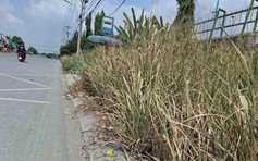 Vỉa hè bị cây cỏ bao trùm