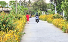 Con đường hoa sao nhái dài 1 km ở TP.HCM rực rỡ như tranh