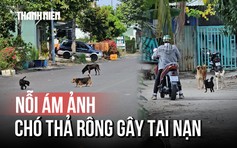 Chó thả rông lộng hành, người dân không dám đi đường