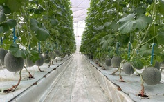 Kỹ sư xây dựng làm nông nghiệp công nghệ cao với mô hình trồng dưa lưới