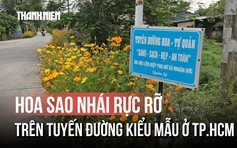 Hoa sao nhái rực rỡ trên tuyến đường kiểu mẫu ở TP.HCM