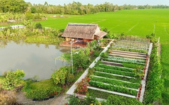 Lan tỏa trên mạng xã hội: Mảnh vườn triệu view của 'cô Hồng miền Tây'