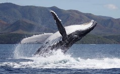 Cá voi đực càng lớn tuổi càng dễ chinh phục bạn tình nhờ hát hay