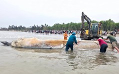 Xác cá voi nặng gần 5 tấn trôi dạt vào bãi biển Nghệ An