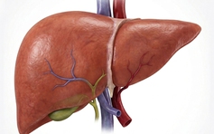 Giữ gan khỏe: Điều gì có vai trò then chốt?