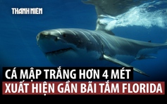 Cá mập trắng dài hơn 4 m đến gần bãi biển đông đúc ở Mỹ