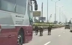 Đàn bò 'lạc' vào cao tốc TP.HCM - Long Thành - Dầu Giây khiến nhiều tài xế khiếp vía