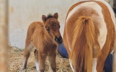 Ngựa lùn Ca Cao chào đời ở Thảo Cầm Viên, chập chững đứng dậy chỉ sau vài giờ