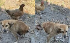 Chỉ còn 2 chân, chú chó vẫn chạy nhảy, được chăm sóc suốt 6 năm