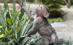 Chú khỉ bị vứt trong thùng rác, hồi sinh rồi mất tích: Nhiều người chờ tin Bin