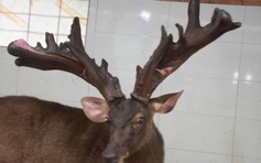 Một nông dân bán cặp nhung nai 'khủng' với giá 107 triệu đồng