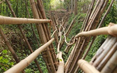 Phú An - 'ngân hàng tre' lớn nhất Việt Nam, xanh mát giữa vùng công nghiệp